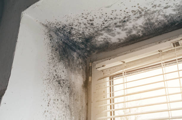 Affordable Hvac And Air Duct Mold Remediation solutions in Fredericksburg, TX